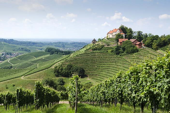 Vineyard Tours
